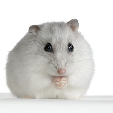 Russian Hamster clipart