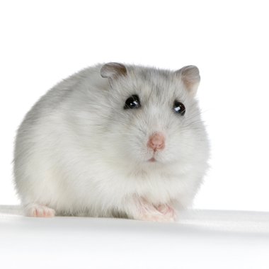 Rus hamster