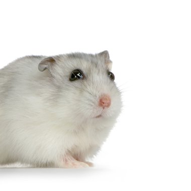 Russian Hamster clipart
