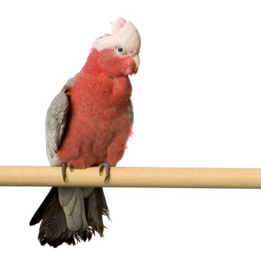 Galah