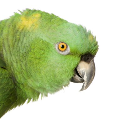 Sarı enseli amazon - amazona auropalliata