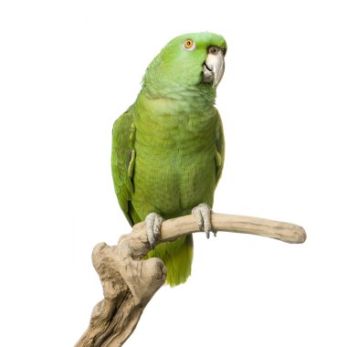 Yellow-naped amazon - Amazona auropalliata clipart