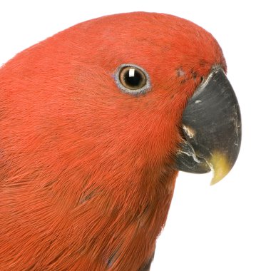 Female Eclectus Parrot - Eclectus roratus clipart