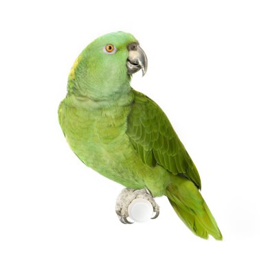 Yellow-naped Amazon - Amazona auropalliata clipart