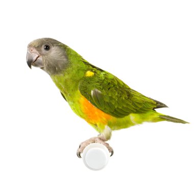 Senegal parrot - poicephalus konuşmacı