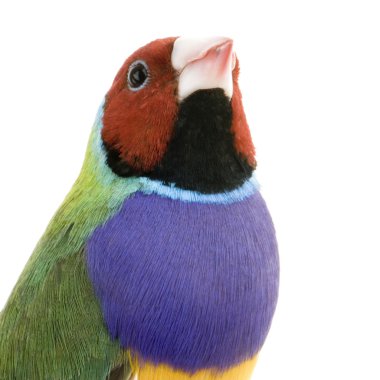 Gouldian Finch - Erythrura gouldiae clipart