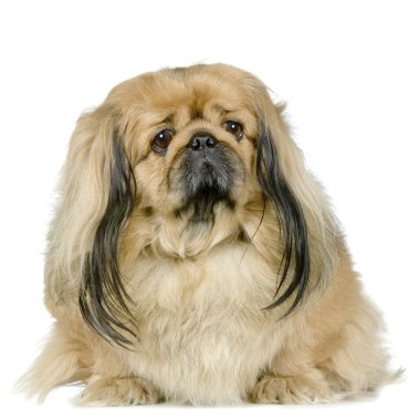 Pekinese clipart