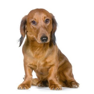 Dachshund