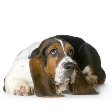 Basset Hound - Hush Puppies