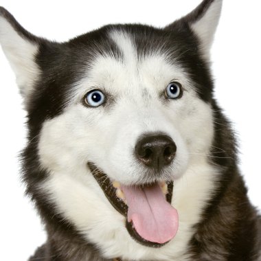 Siberian Husky clipart