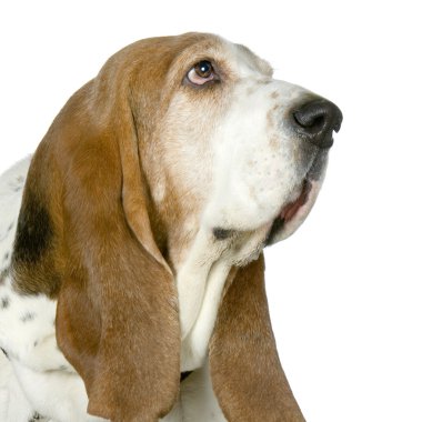 Basset Hound - Hush Puppies