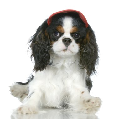 Şövalye Kral Charles Spaniel