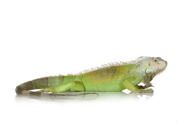 Green iguana clipart