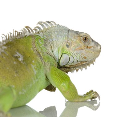 Yeşil iguana