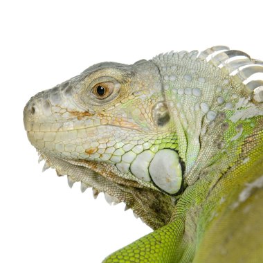 Yeşil iguana