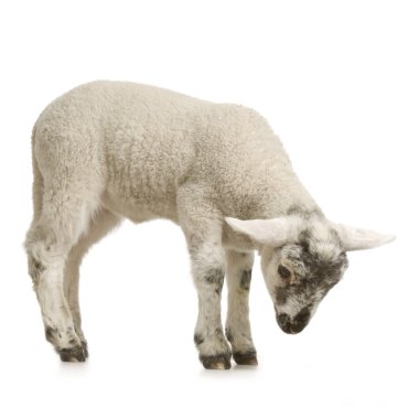 Lamb clipart