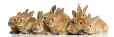 bunnies grubu