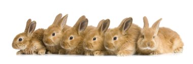 bunnies grubu