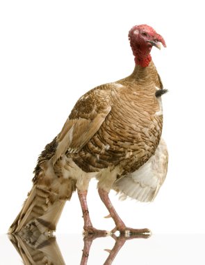 hindi