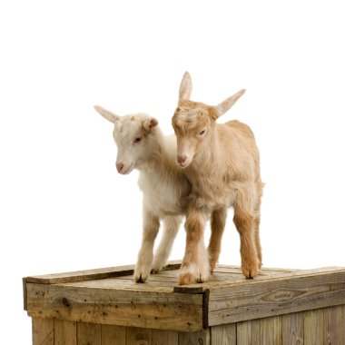 Goats clipart