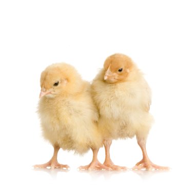 Chick clipart