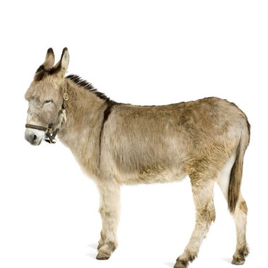 Donkey clipart