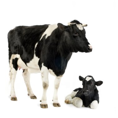 Cow and her calf clipart