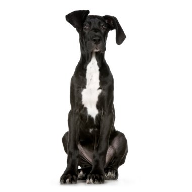 Great Dane clipart