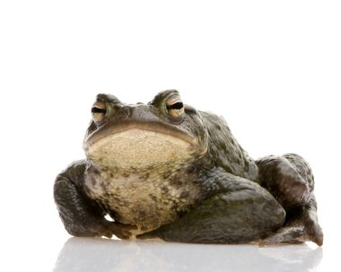 Common Toad - Bufo bufo clipart
