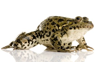 Marsh Frog - Rana ridibunda clipart