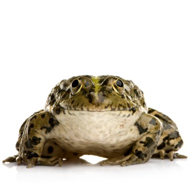 Marsh kurbağa - rana ridibunda