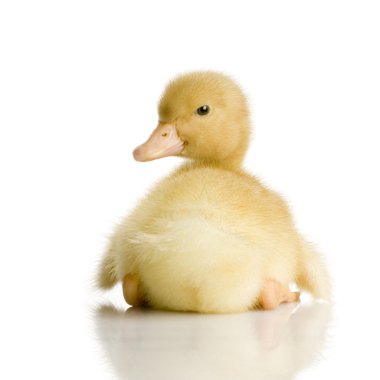 Duckling four days clipart