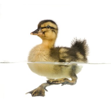 Duckling four days clipart