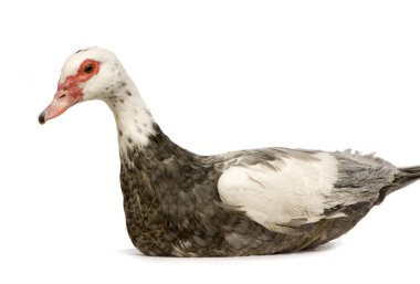 Muscovy Duck - Cairina moschata clipart