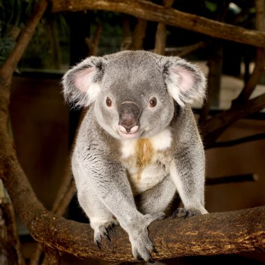 Koala