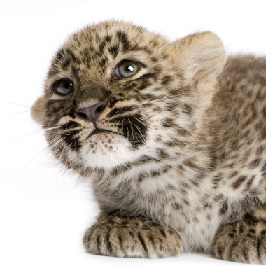 Persian leopard Cub (2 months) clipart