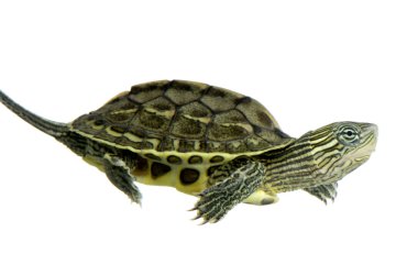 Turtle - OCADIA SINENSIS clipart