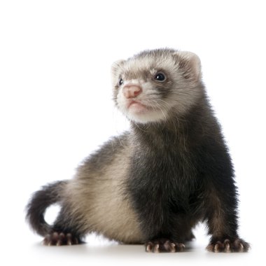 Young siamese sable Ferret kit (10 weeks) clipart