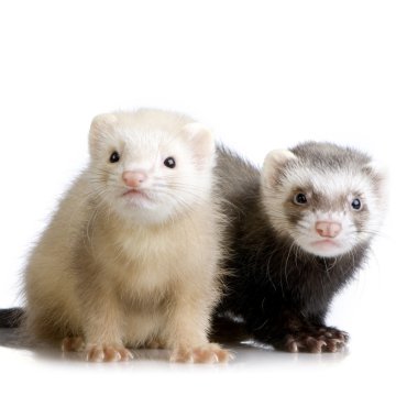 Two Ferrets kits (10 weeks) clipart