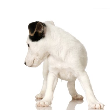 yavru jack russel