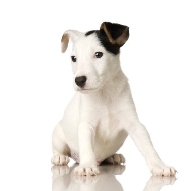 yavru jack russel