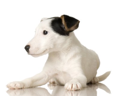 yavru jack russel