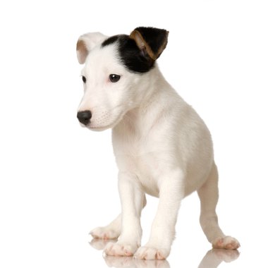 yavru jack russel