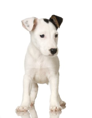 yavru jack russel