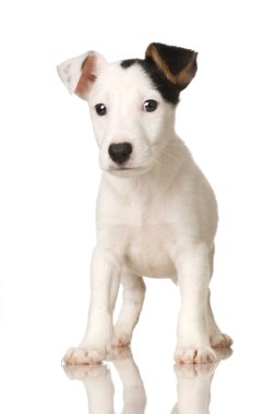 yavru jack russel