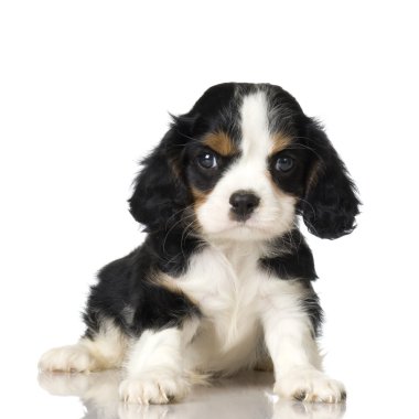 Cavalier king charles spaniel köpek yavrusu