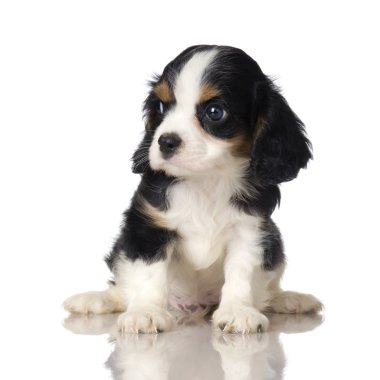 Cavalier king charles spaniel köpek yavrusu