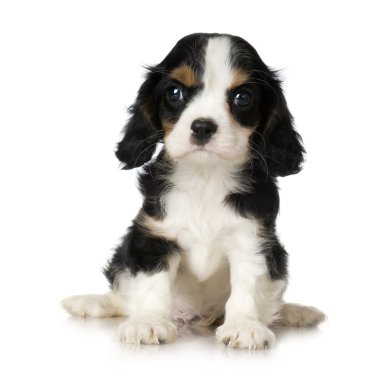 Cavalier king charles spaniel köpek yavrusu