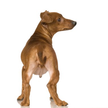 Pinscher