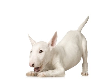 Bull Terrier clipart